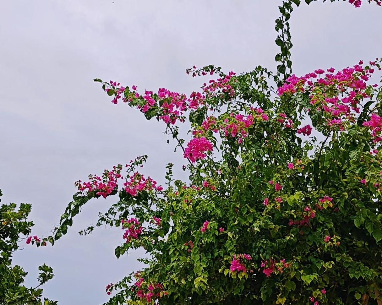 Bougan Villea Retreat Bodufolhudhoo Exteriér fotografie